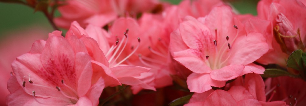 Nahaufnahme von rosa Azaleenblüten